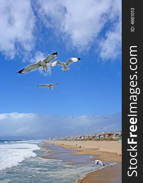 Seagulls Flying Over The Shore