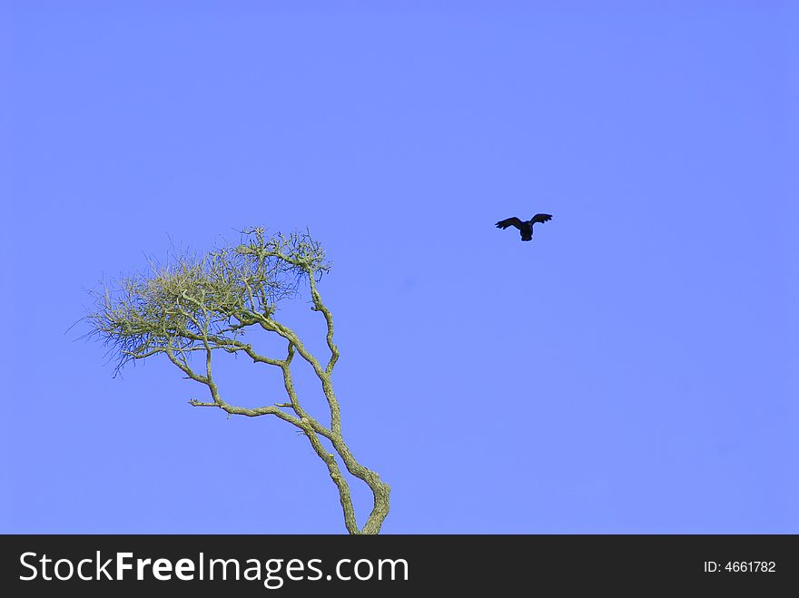 A lone American Crow (Corvus brachyrhynchos) soaring against a light blue sky with its beak open and wings oputspread and a tall tree in the background.