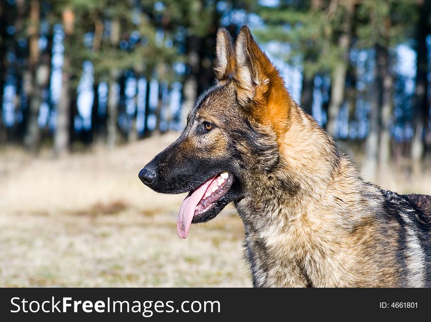 Beautiful young Germany sheep-dog portrait