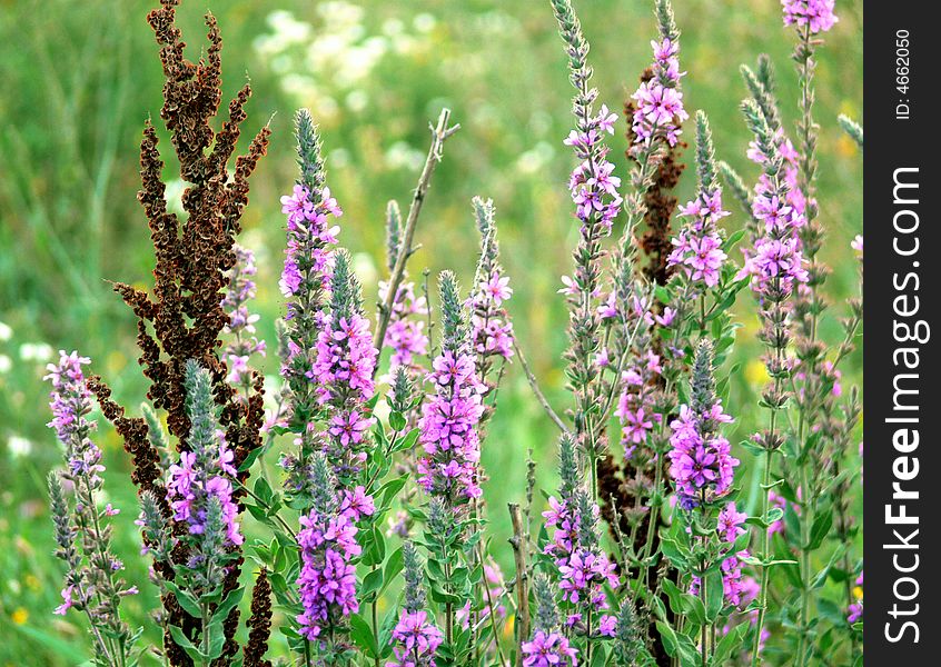 Summer meadow with pink flowers and green grass. Summer meadow with pink flowers and green grass