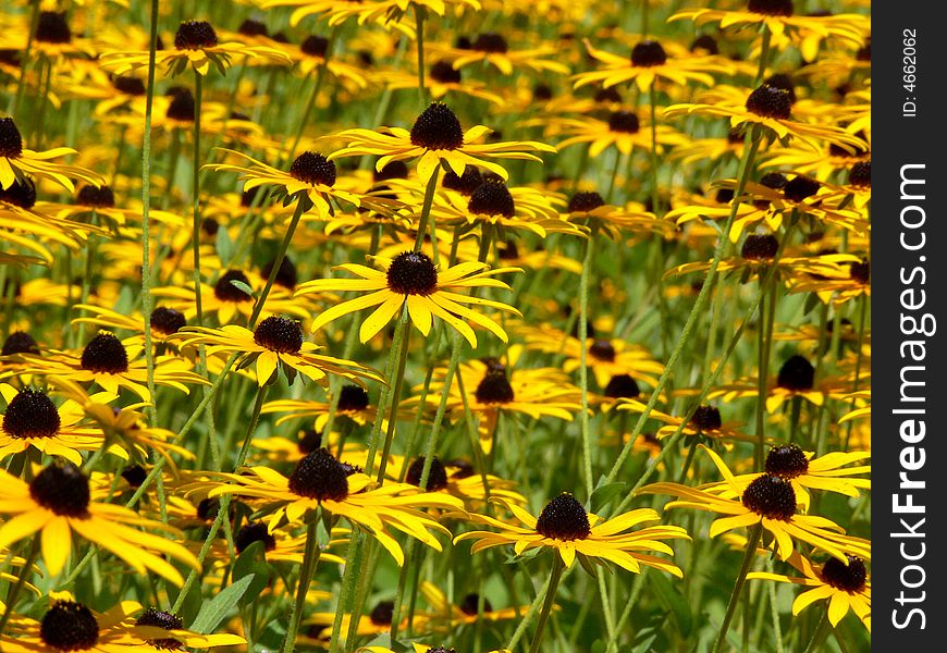 Field of yellow flowers lit by warm sun. Field of yellow flowers lit by warm sun