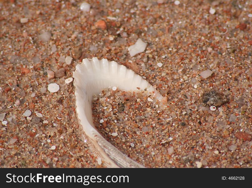 Sea shell in the sand