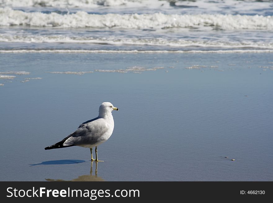 Seagull standing in the edge of the ocean with waves. Seagull standing in the edge of the ocean with waves