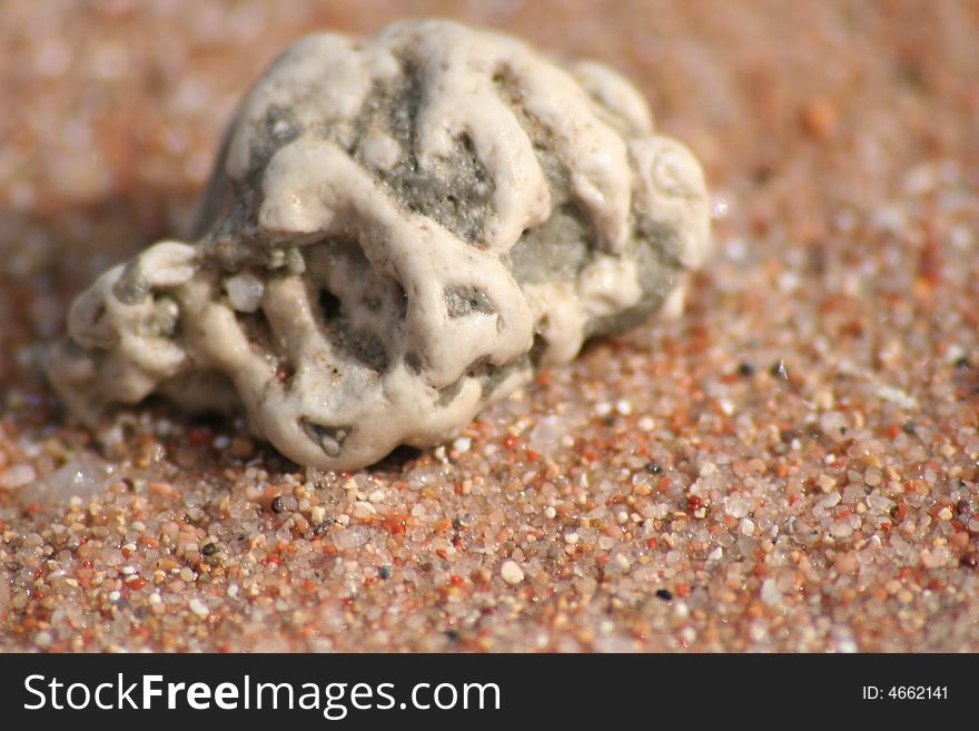 Close up of Sea shell in the sand. Close up of Sea shell in the sand