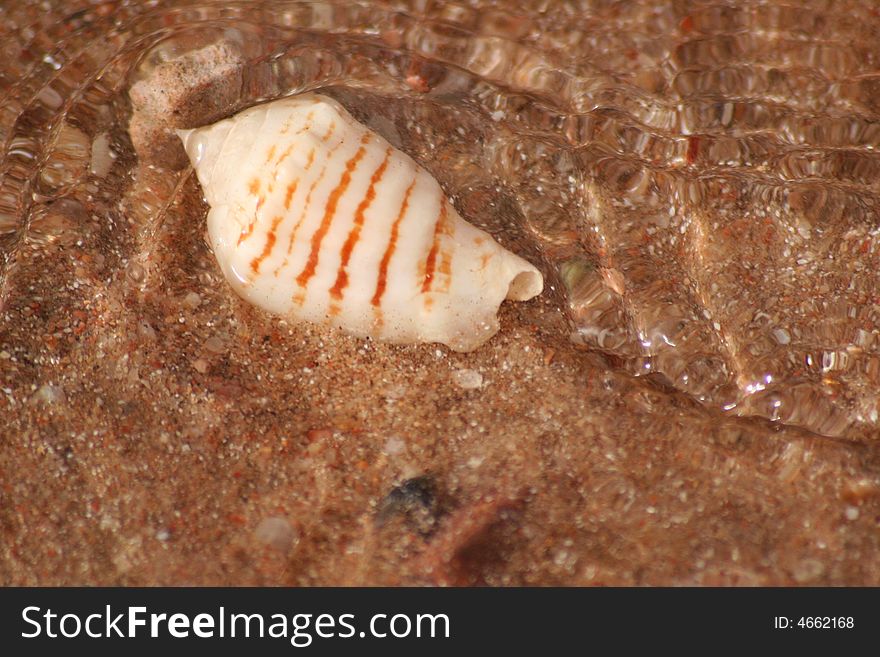 Close up of Sea shell in the sand. Close up of Sea shell in the sand