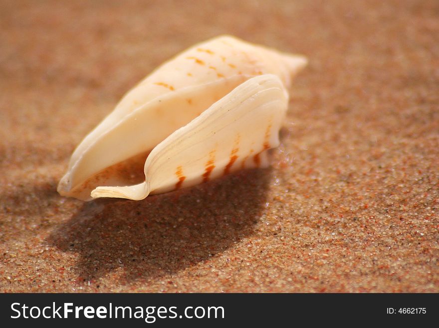 Close up of Sea shell in the sand