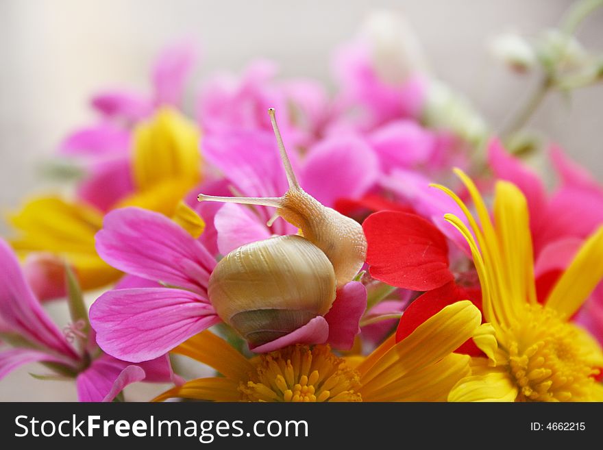 Snail in the flowers