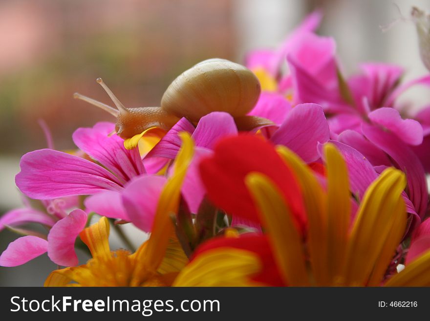 Snail in the flowers