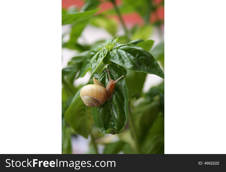 Snail On The Leaves