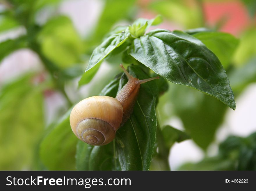 Snail under the leaves