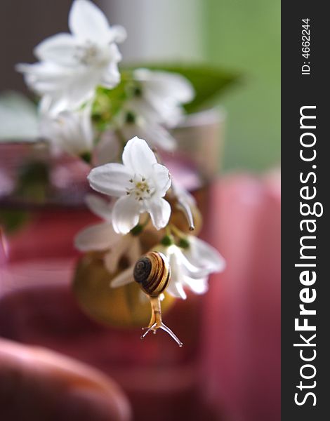 Baby Snail on the pink flower