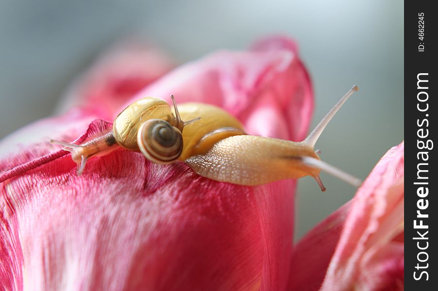 Snail On The Pink Flower