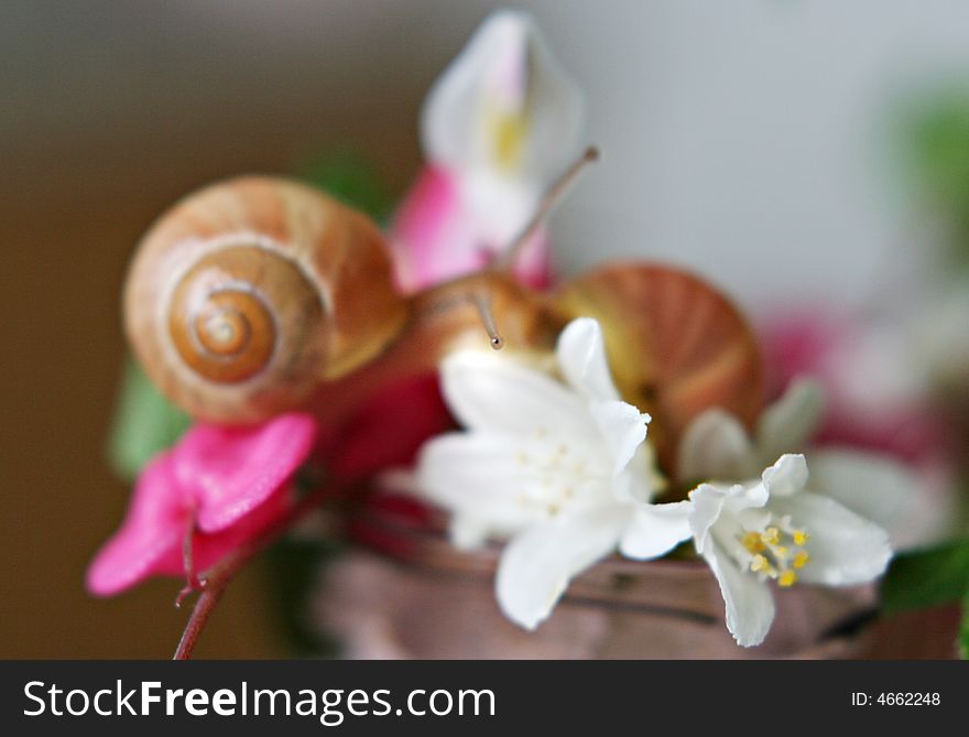 Baby Snail on the pink flower