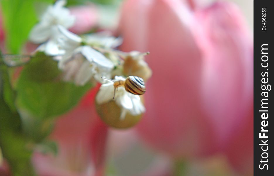 A close up of small snail over pink. A close up of small snail over pink