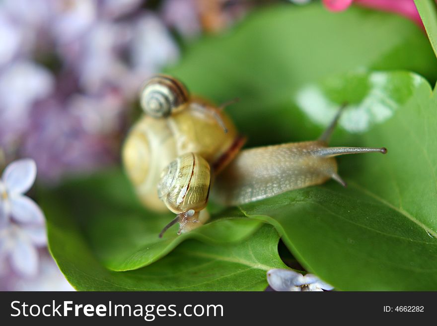 Small snail baby on big snail. Small snail baby on big snail