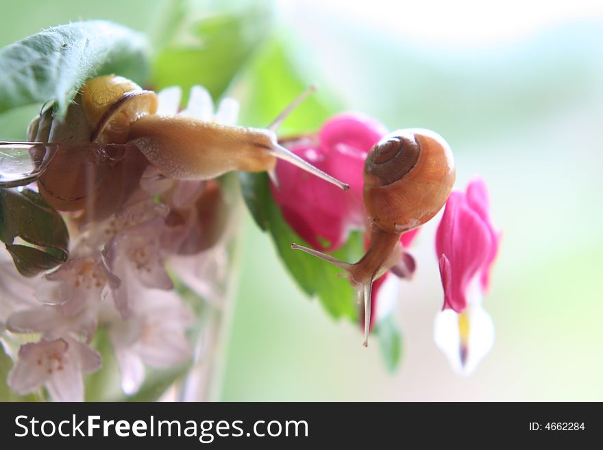 Small snail baby on flower and a big snail. Small snail baby on flower and a big snail