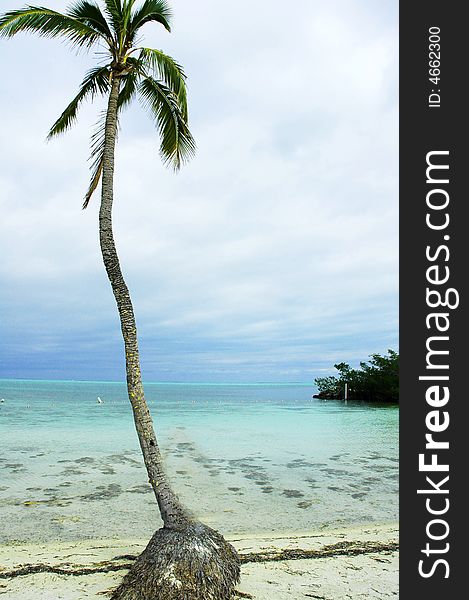 A palm tree at shore
