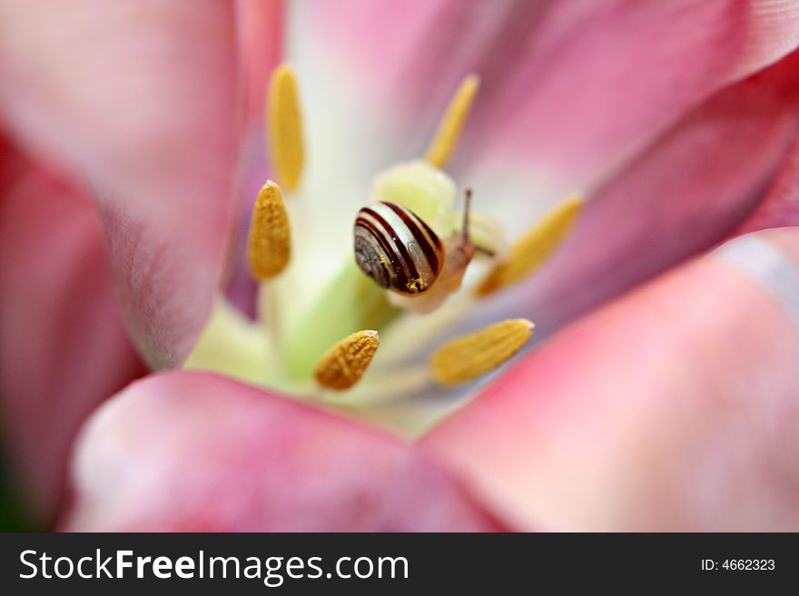 Small snail baby on the tulip heart. Small snail baby on the tulip heart