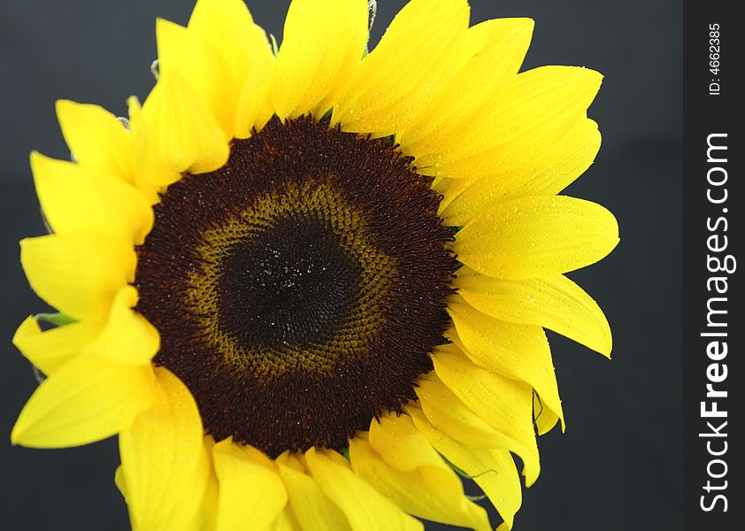 Beautiful yellow sunflower eye closeup black background