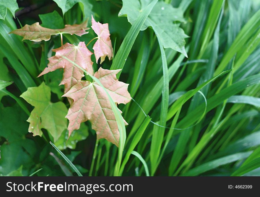 New maple leaves in the grass