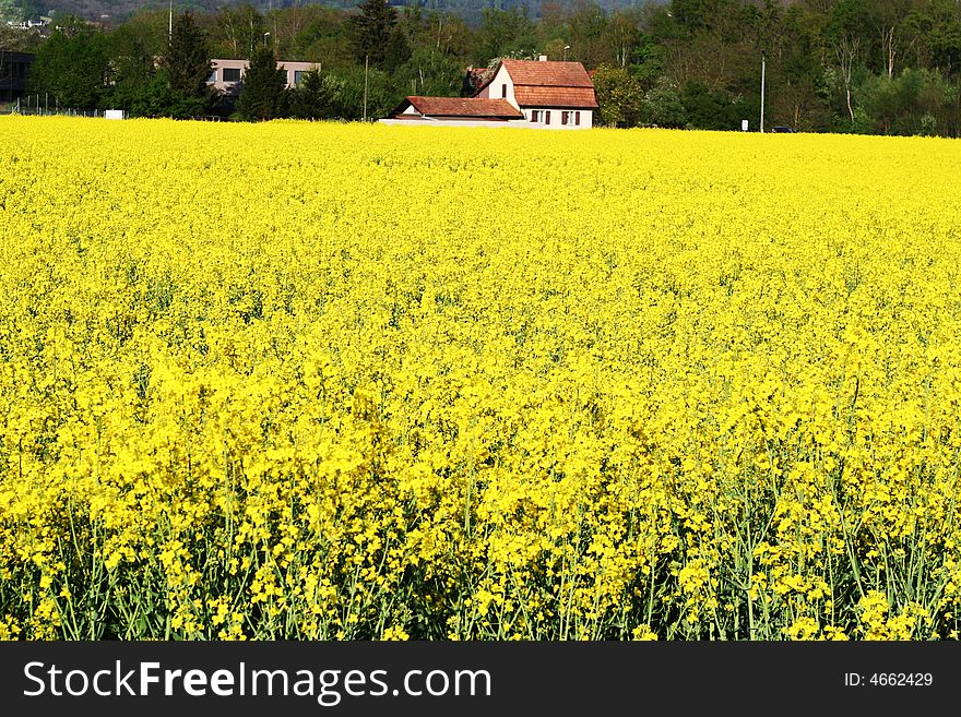 Spring field of yellow flowers