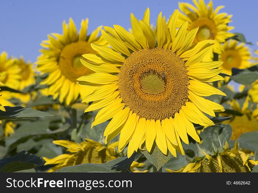 Colorado Sunflowers at peak before harvest with blue sky. Colorado Sunflowers at peak before harvest with blue sky.