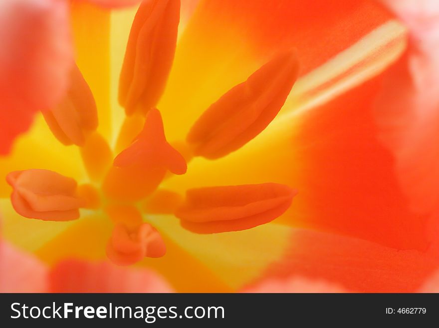 Hot color  image close up beautiful red tulip. Hot color  image close up beautiful red tulip