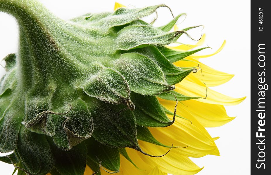 Sunflower green yellow isolated flower bright vibrant. Sunflower green yellow isolated flower bright vibrant