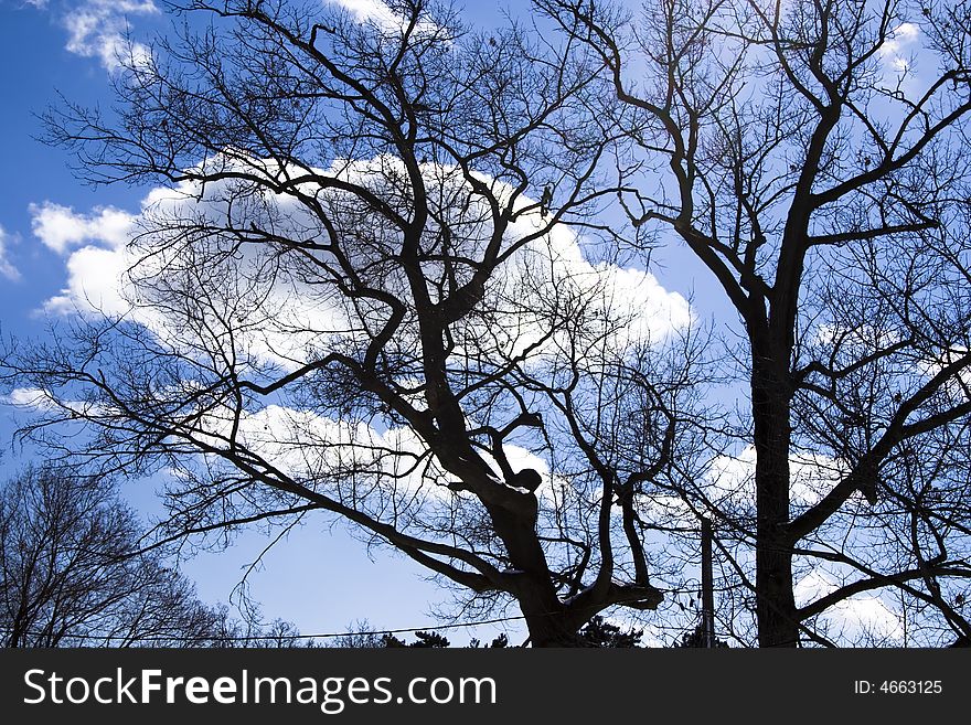 Naked winter trees with clouds at blue sky
