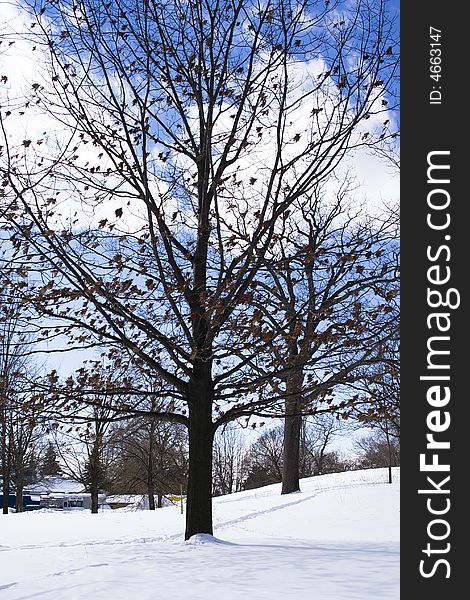 Naked trees in winter at the snowed field