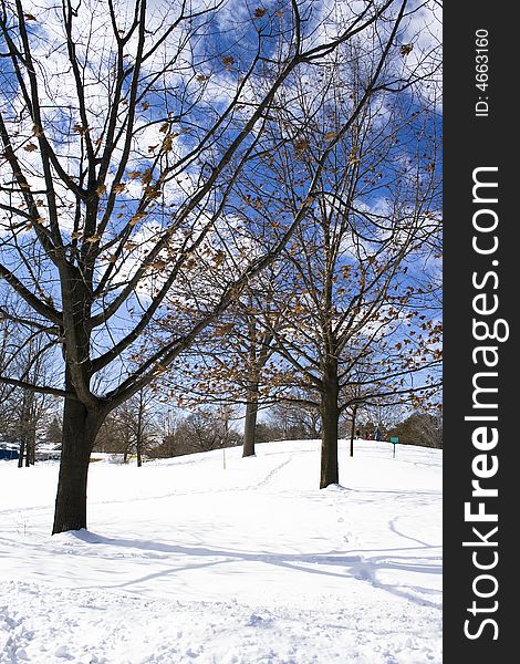 Naked trees in winter at the snowed field