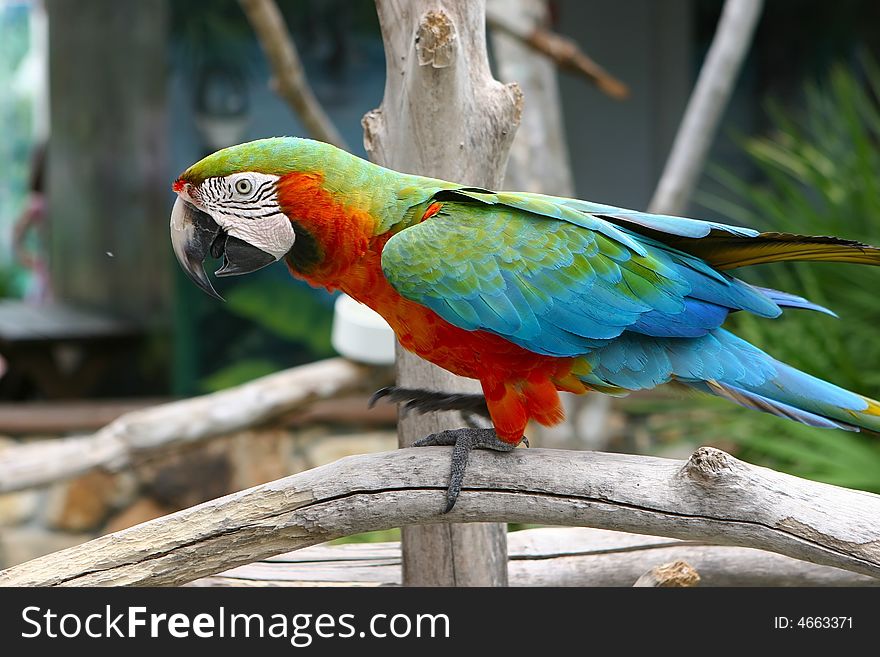 An image of a colorful parrot red macaw walking