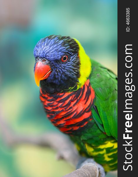 An image of a colorful parrot perching