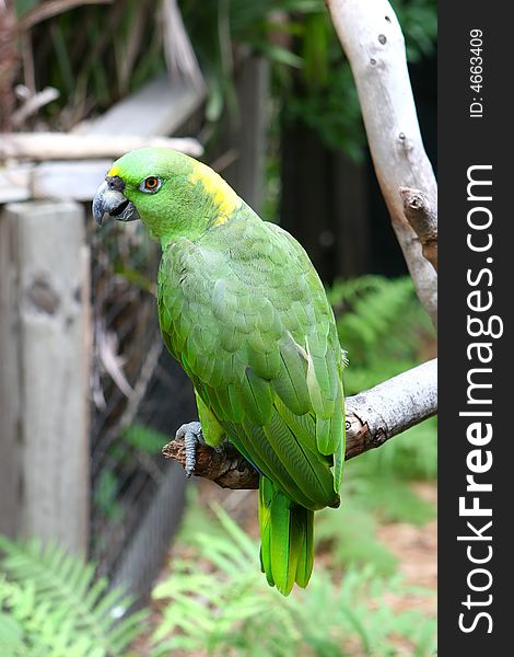 An image of a colorful green parrot