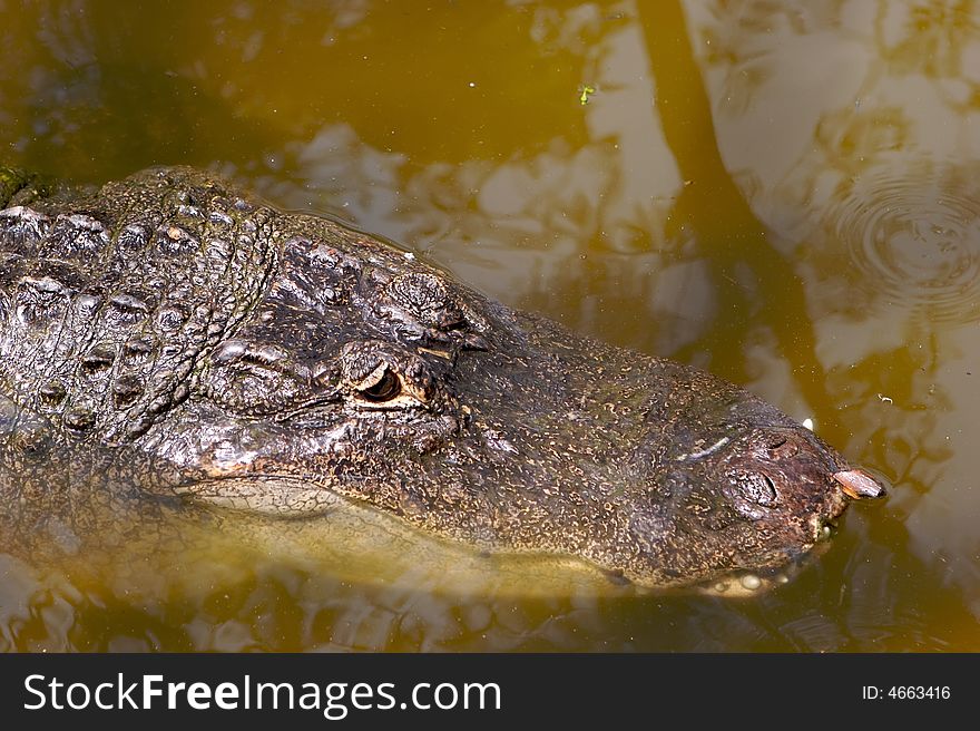 A aligator in the Florida swamp land side view of its head