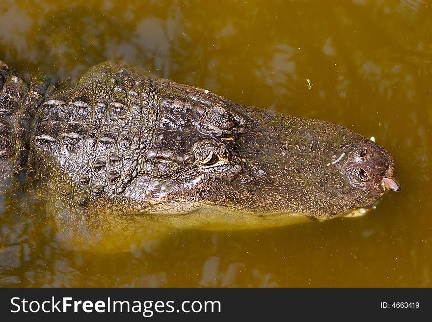 A aligator in the Florida swamp land submerged