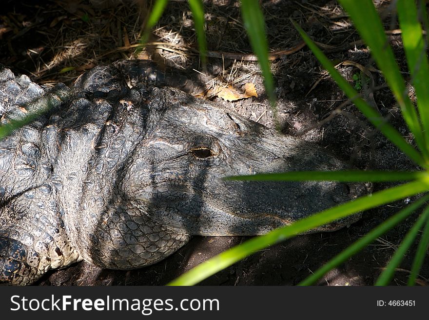 A female aligator in the Florida swamp land