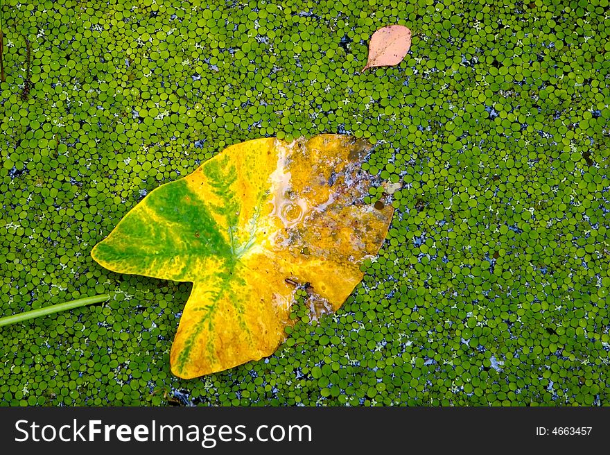 An image of a one in a million yellow leaf in with lots of green leaves abstract. An image of a one in a million yellow leaf in with lots of green leaves abstract