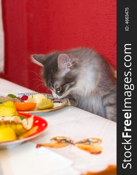 Small kitten steals fruits from plates on the table. Small kitten steals fruits from plates on the table