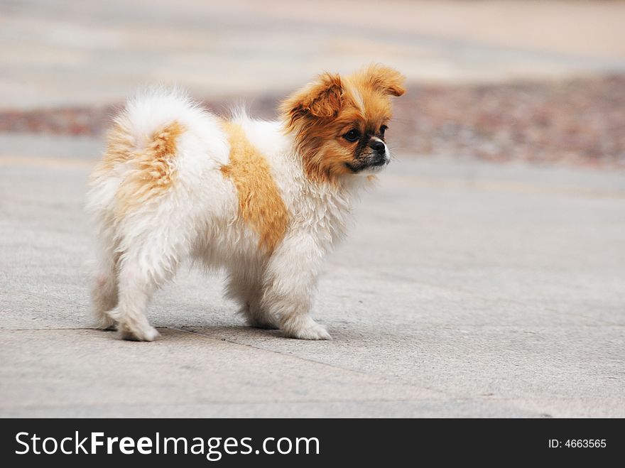 A fluffy puppy named Bean stands lonely on the ground. A fluffy puppy named Bean stands lonely on the ground.