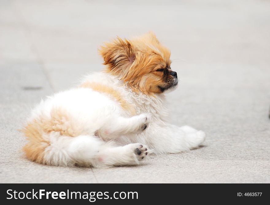 Bean, a little  puppy,lies on the ground acting spoiled. Bean, a little  puppy,lies on the ground acting spoiled.