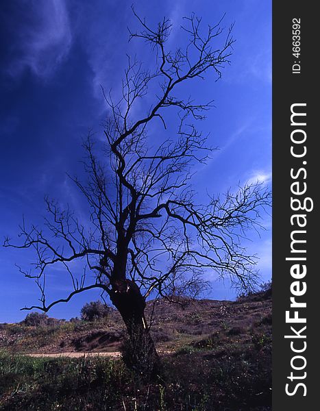 A naked tree infront of dark blue sky
