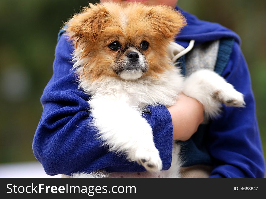 Bean, a puppy hugged by his master. Bean, a puppy hugged by his master.