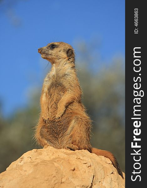 A view of a prairie dog standing on its hind legs on top of a rock or mound of dirt on a sunny day. A view of a prairie dog standing on its hind legs on top of a rock or mound of dirt on a sunny day.