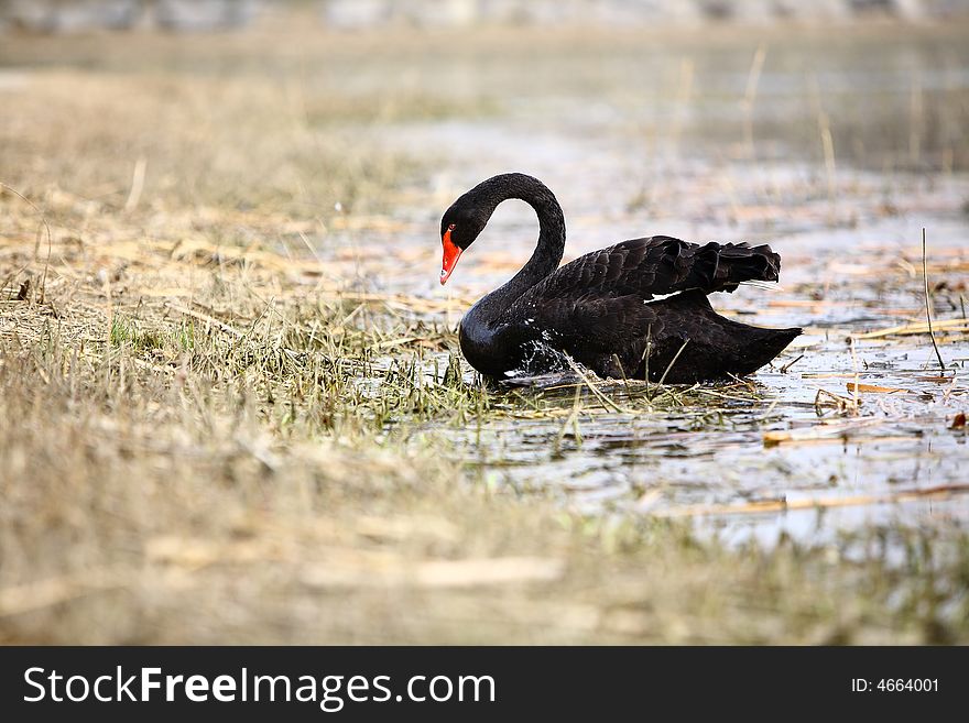 A black swan in the lake