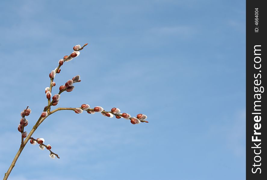 Branch of a willow on a sky background