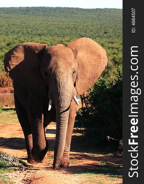 African Elephant Bull (loxodonta africana)