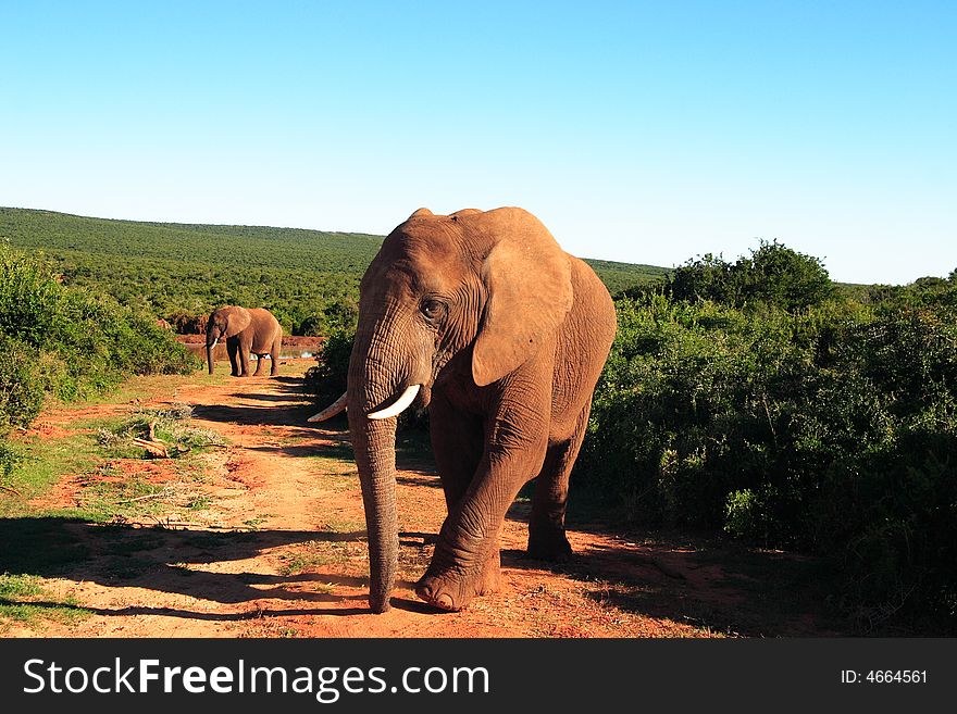 African Elephant Bull (loxodonta africana)
