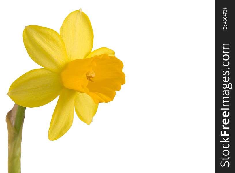 Daffodil flower - ready for Your DESIGN. Daffodil flower - ready for Your DESIGN