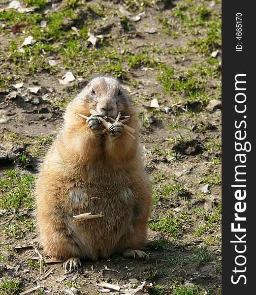 Little black-tailed prairie-dog eating dry grass (Cynomys ludovicianus) in zoo Jihlava in Czech republic